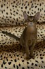 Абиссинские котята