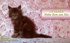 Котёнок мейн кун красный. Шоу класс. Из питомника